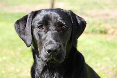 Are labradors and golden retrievers the same? Golden Retievers vs Labrador Retrievers: Which Dog Is ...