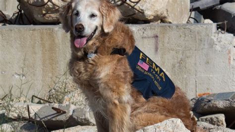 One Of The Last 911 Search Dogs Cnn