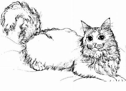 Coloring Cat Pages Printable Cats Animal Adult