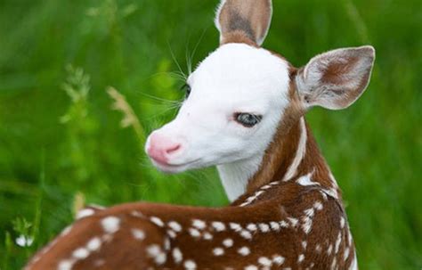Rare Strikingly Beautiful Baby Fawn Becomes A Star After Mother