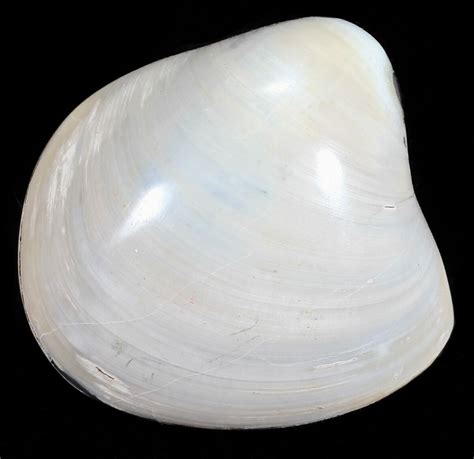 Polished Fossil Astarte Clam Cretaceous For Sale 55252