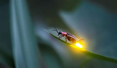 Learn The Glowing Mechanism Of Fireflies