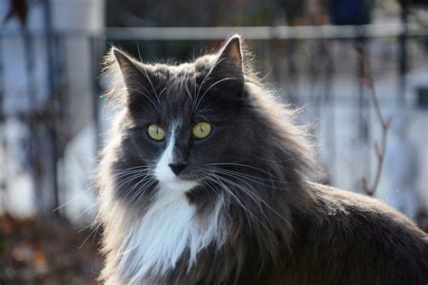 8 Cute Pictures Of Norwegian Forest Cats