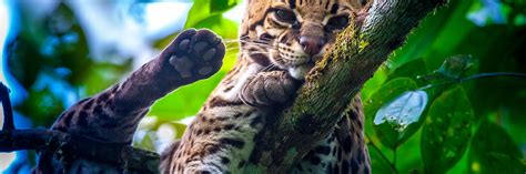 Jaguar Rescue Center – Villas Serenidad