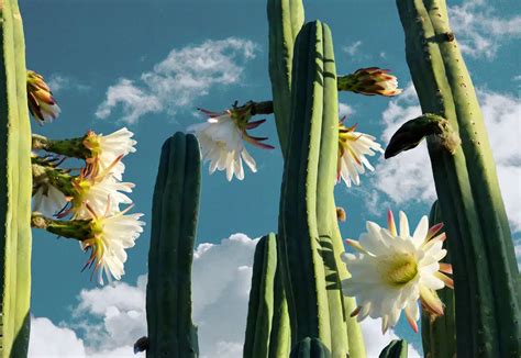 San Pedro Cactus A Beginners Guide Doubleblind Mag