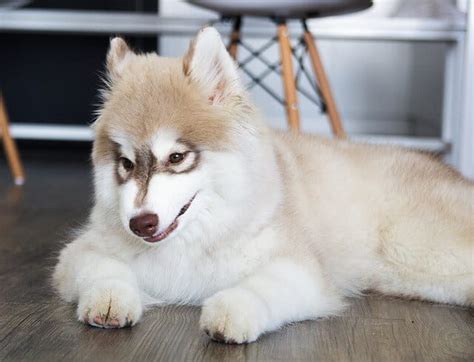 Discover The Rare And Different Colors Of Huskies Unique Coat Patterns