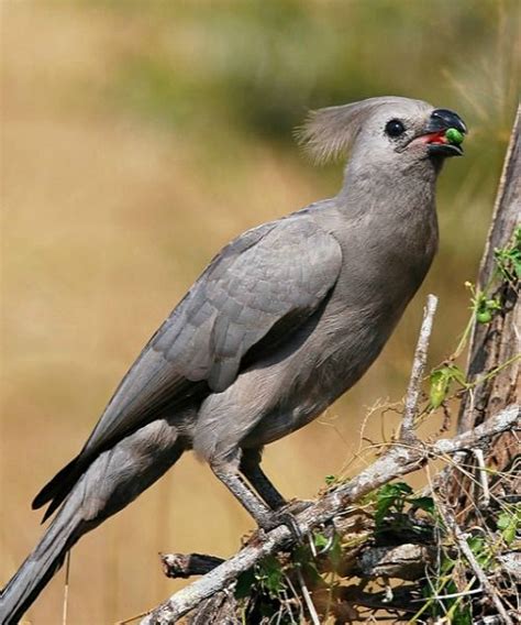 Gray Go Away Bird Or Gray Lourie Bosveld Loeriecorythaixoides Concolor