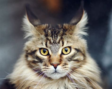 Maine Coon Breed Description Characteristics Appearance History