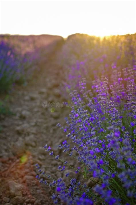 Details Of Violet Lavender Fields On Sunset 5 Stock Image Image Of