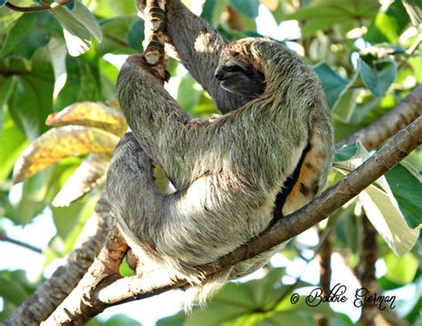 Male Sloth Photo