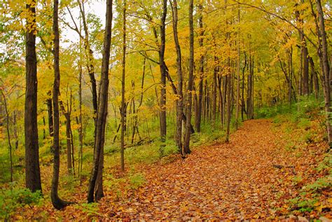 The Yellow Trail Englewood Metropark Robert O Photography Flickr