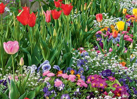 Forums pour discuter de printemps, voir ses formes composées, des exemples et poser vos questions. Comment créer un massif pour le printemps : pas-à-pas