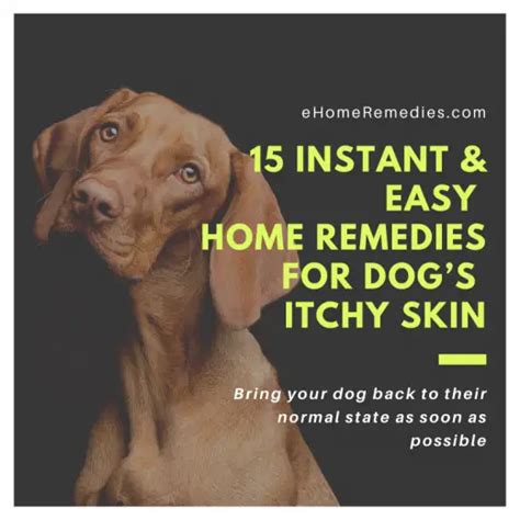 15 Home Remedies For Dogs Itchy Skin How To Soothe Dog Itchy Skin