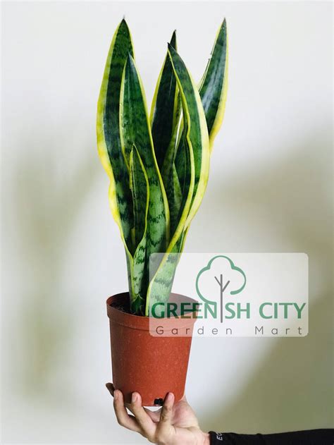 Daun lidah buaya juga dikenal dengan nama aloevera, yaitu sejenis tanaman yang memiliki banyak khasiat untuk hampir semua bagian tubuh anda. GNC - Home Garden Indoor Sansevieria Laurentii Live Plant ...