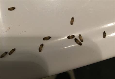 8 Pics Carpet Beetles In Kitchen Cabinets And View Alqu Blog