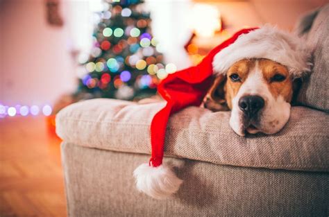 22 Cute Pets Who Are Just As Excited For Christmas As You Are Page 15