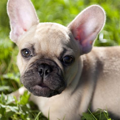 This is a group of awesome french bulldog parents! French Bulldog Puppies for Sale - Ethical Breeders