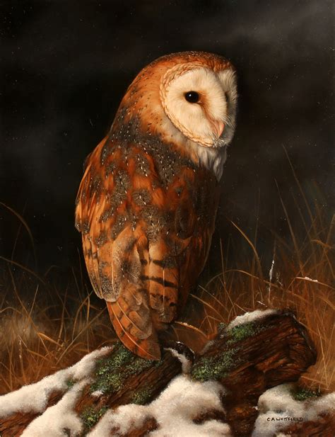 Carl Whitfield Original Oil Painting On Panel Barn Owl 7x9ins Art
