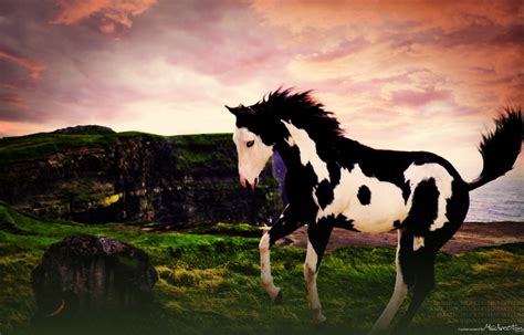 Free Download Paint Horse Wallpaper Paint Horse On The Cliffs By