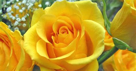 Gambar Bunga Mawar Kuning Download Gambar Gratis