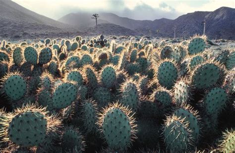 Cacti can't throw their spines. Basse Californie - Mexique | Nopal, Cactus, Cedros