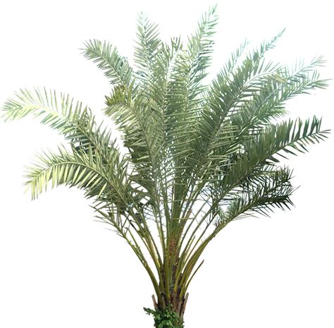 Date Palm Cut Out Png Transparent Background 687x674px Filesize