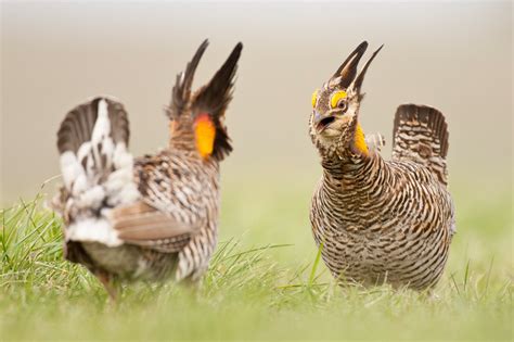 The Existential Necessity Of Prairie Chickens Mating Rites The