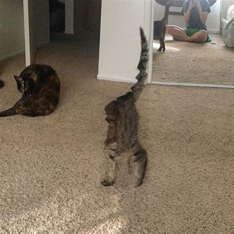 Gallery Of Cat Panoramic Photos Gone Hilariously Wrong