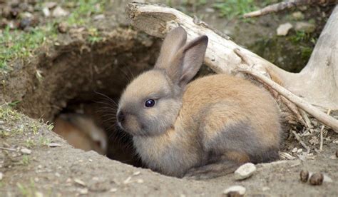 Rabbits Use Burrows To Stay Warm In The Wild 2 Bestfarmanimals