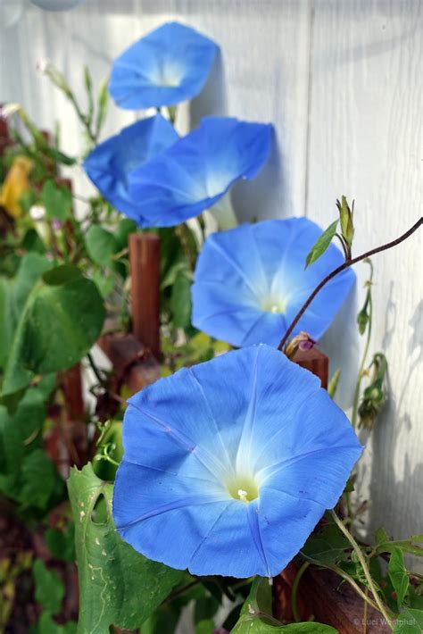 Moonflower And Morning Glory Luci Westphal