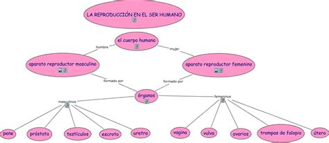 29 Mapa Conceptual Del Aparato Reproductor Masculino Y Femenino Png