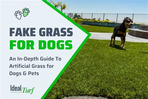 How To Keep Dog From Digging In Grass