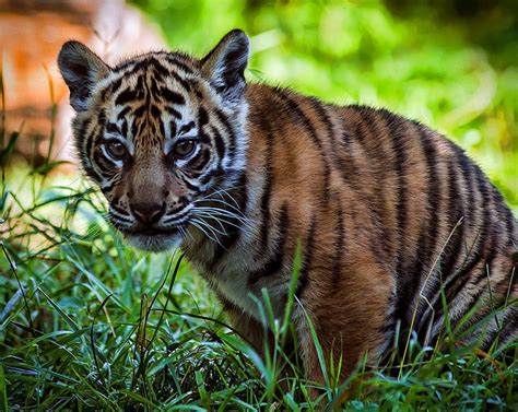 Sumatran Tiger Killed At London Zoo By Potential Mate