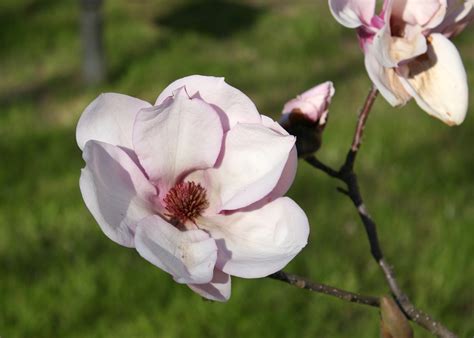 Saucer Magnolia Flowers Are Early Signal Of Spring Mississippi State
