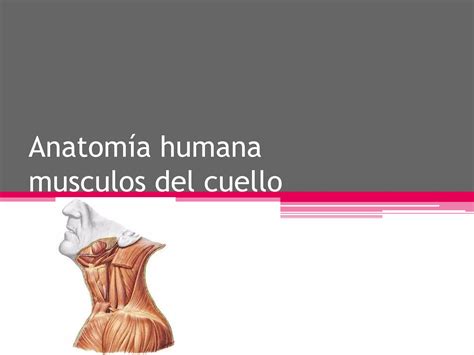 Anatomiahumanamusculosdelcuellopptx