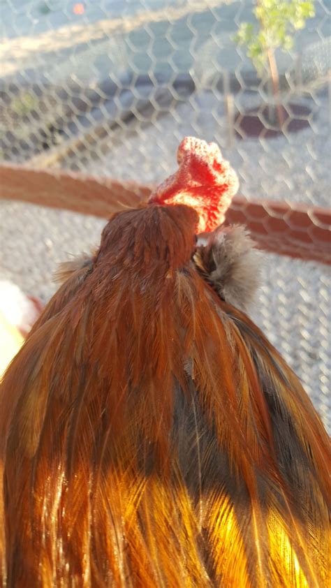 Differences EE Ameraucana Araucana Pls Post Pics Page BackYard Chickens Learn