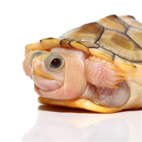 Yearling Caramel Pink Albino Red Ear Slider Turtle Reptiles For Sale