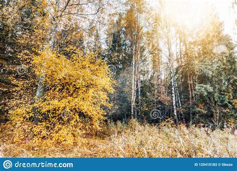 Bright Autumn Forest Sun Glare A Change Of Seasons A Beautiful Landscape Stock Photo Image