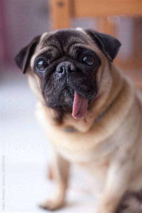 Cheeky Dog By Killer Stocksy United Cute Pugs Cute Funny Animals