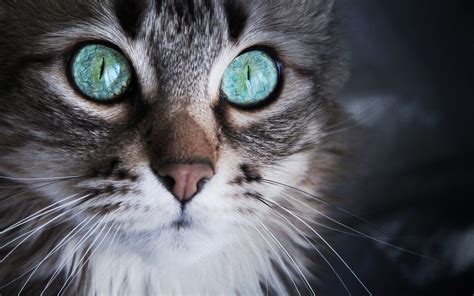 Turquoise Eyes Wallpapers Wallpaper Cave