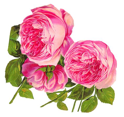Antique Images Digital Botanical Artwork Pink Rose Clip