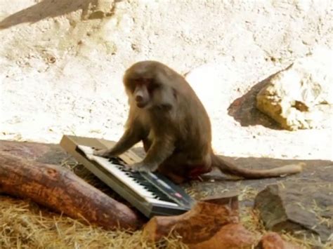 Video Can Monkeys Play Synthesizers Musicradar