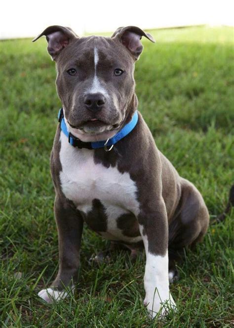 28 Best Pitbulls Images On Pinterest Pit Bull Dogs And Cutest Animals