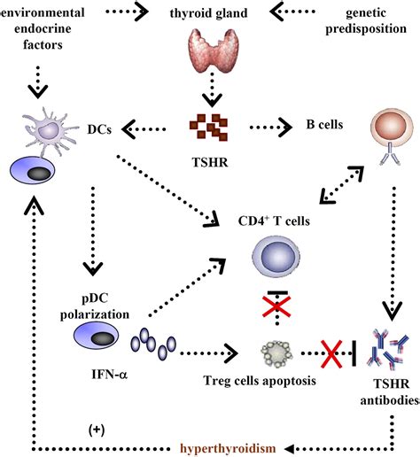 Impairment Of Regulatory Capacity Of Cd4cd25 Regulatory T Cells