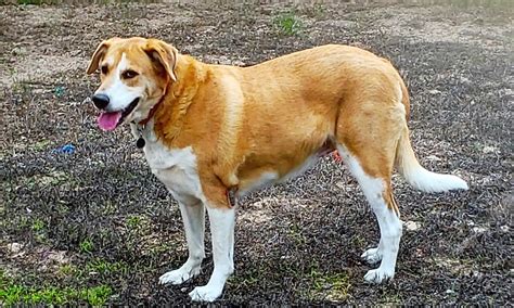 However, keep in mind that you will likely need to spend money on. These San Antonio-based dogs are up for adoption and in ...