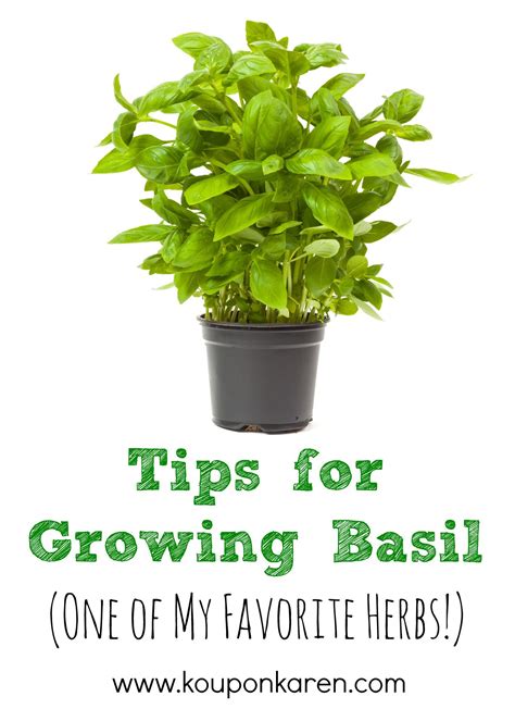 How To Take Care For Basil Plants Licorice Basil How To Grow And Care