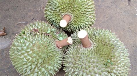 mimpi durian jatuh