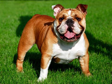 Bulldog Breeds A To Z The Kennel Club Vlrengbr