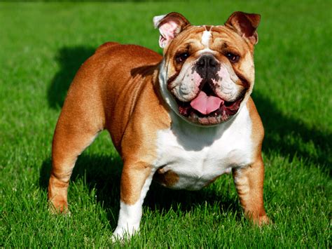 English bulldog puppies have severe health problems and can cost you tens of thousands in surgery bills and doctor visits. English Bulldog Puppies For Sale | Available in Phoenix ...