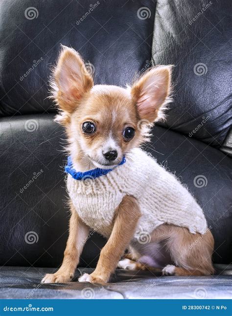 Cute Chihuahua Puppy Wearing White Sweater Stock Photo Image Of Perro